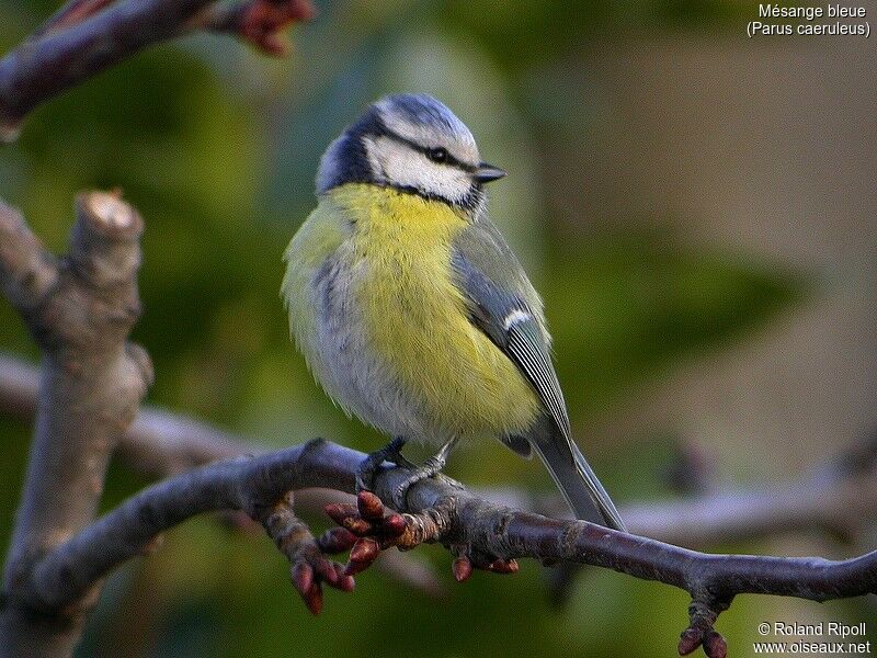 Mésange bleue