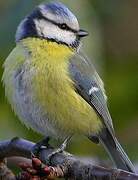 Eurasian Blue Tit