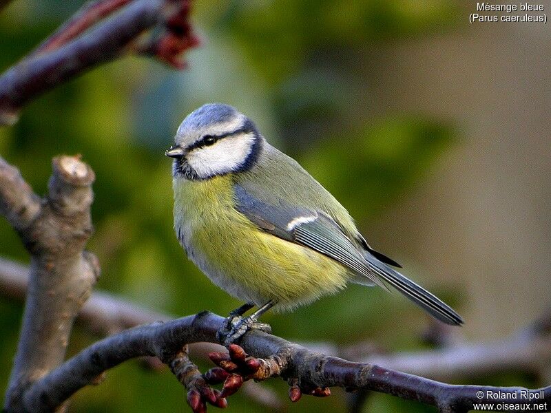 Mésange bleue