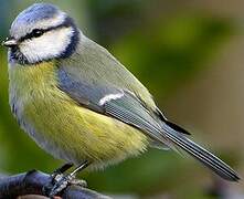 Eurasian Blue Tit