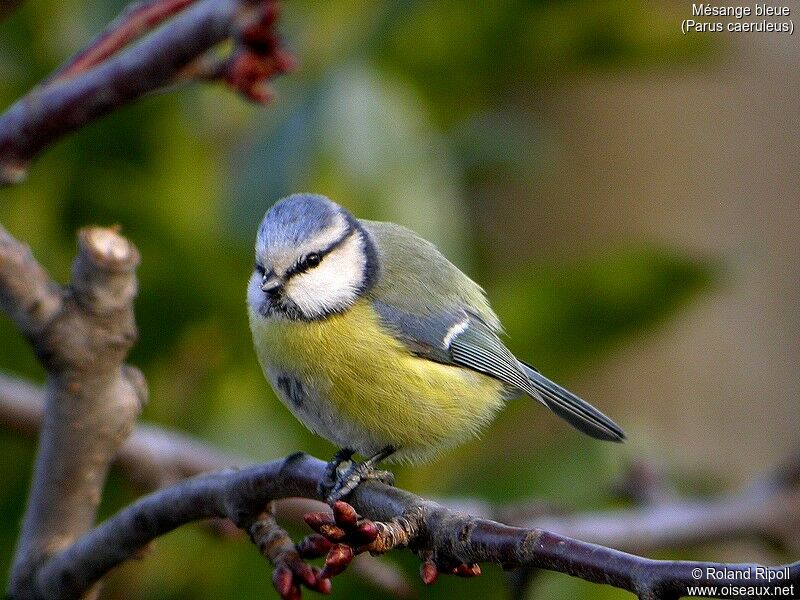 Mésange bleue