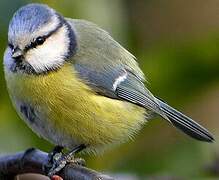 Eurasian Blue Tit