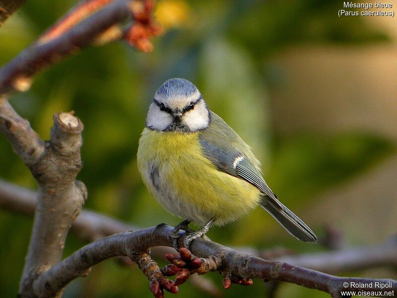 Eurasian Blue Tit