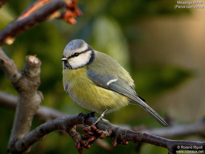 Mésange bleue