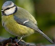 Eurasian Blue Tit