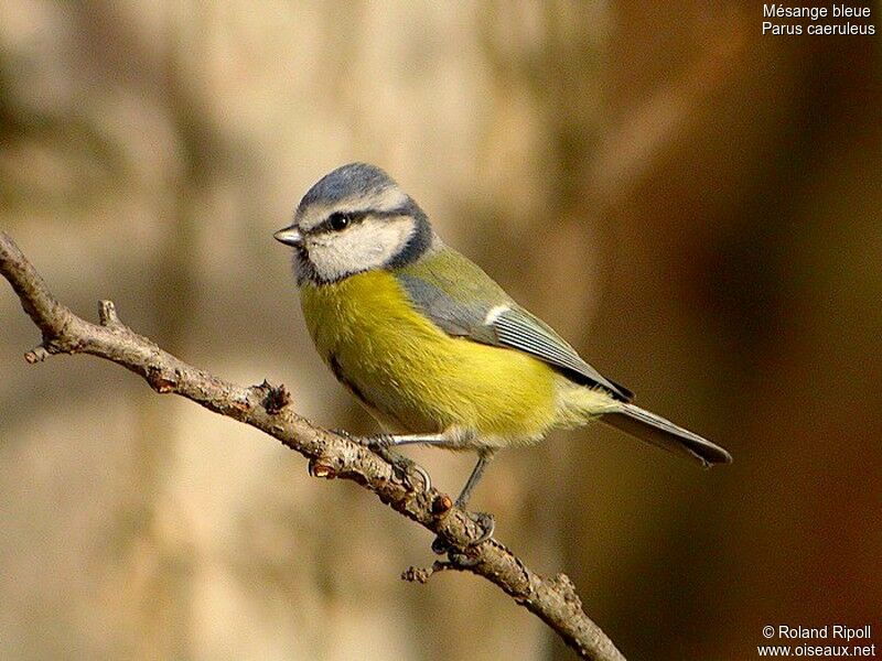 Eurasian Blue Titadult post breeding