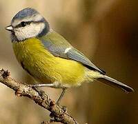 Eurasian Blue Tit