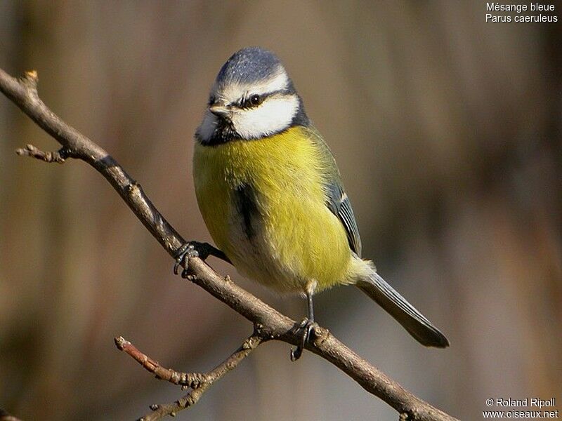 Eurasian Blue Titadult post breeding