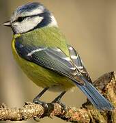 Eurasian Blue Tit