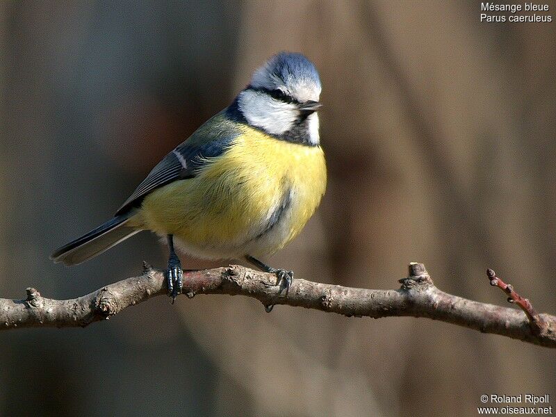 Eurasian Blue Titadult post breeding