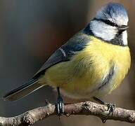 Eurasian Blue Tit