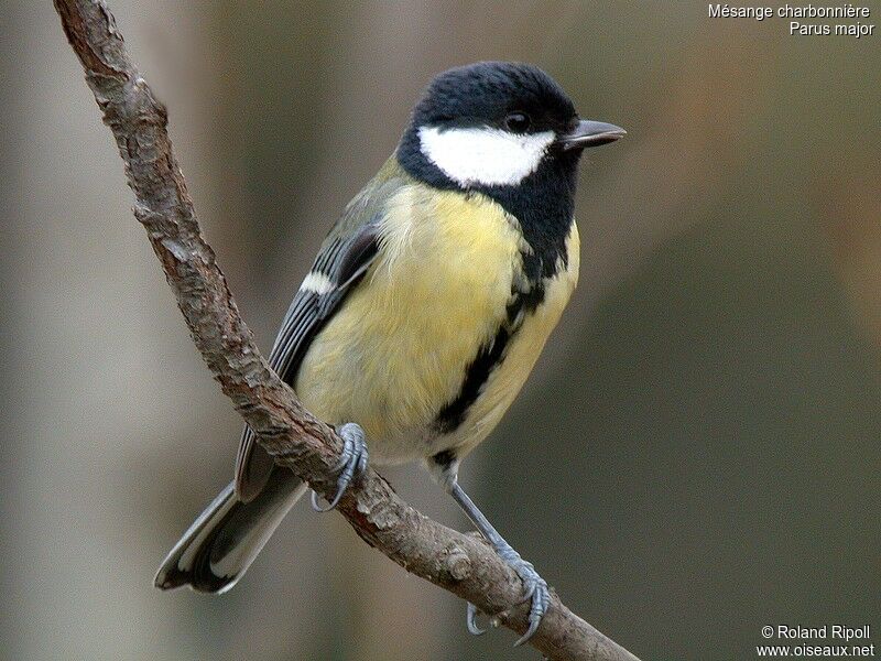 Great Tit female adult post breeding