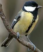 Great Tit