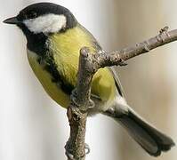 Great Tit