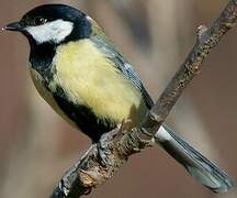 Great Tit