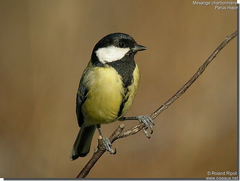 Mésange charbonnière