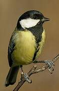 Great Tit