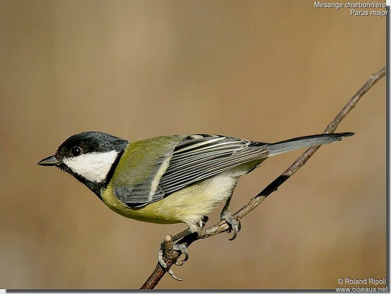 Great Tit