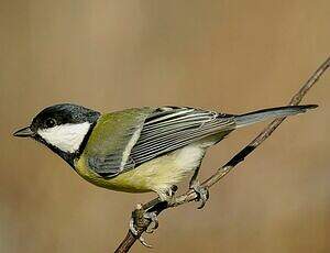 Mésange charbonnière