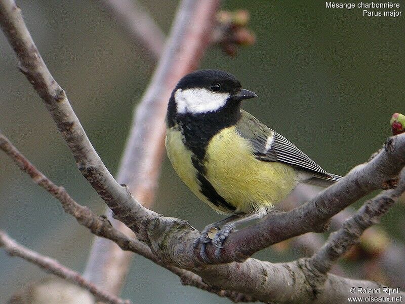 Great Tit