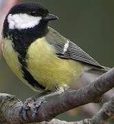 Great Tit