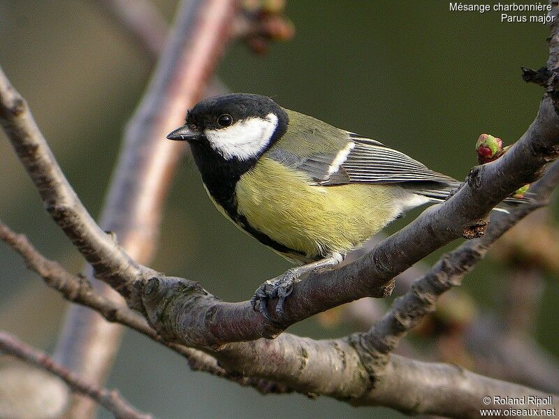 Mésange charbonnière