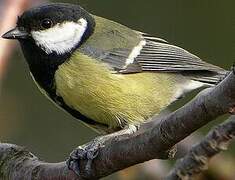 Great Tit