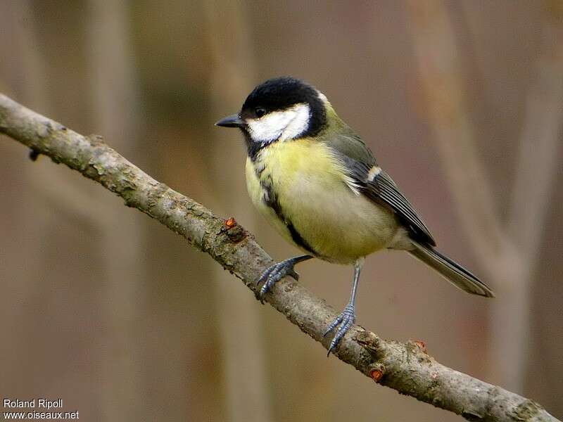 Mésange charbonnière femelle adulte internuptial, identification