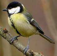 Great Tit