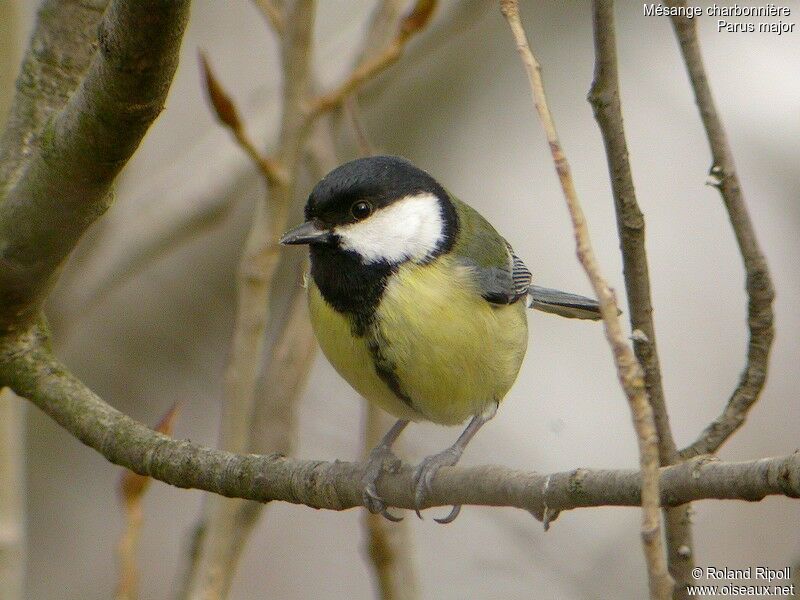 Mésange charbonnière mâle adulte nuptial