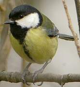 Great Tit