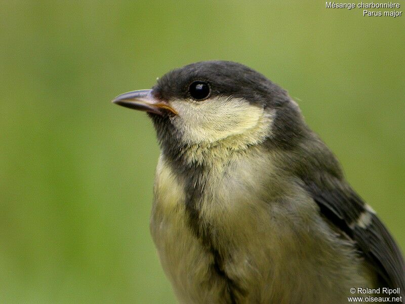 Mésange charbonnièrejuvénile