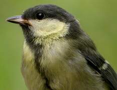 Great Tit