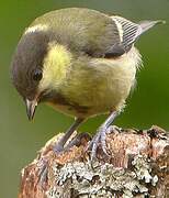 Great Tit