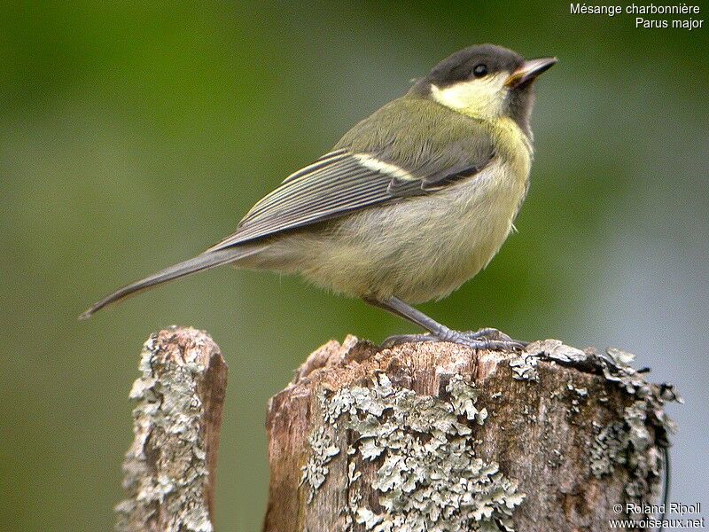 Mésange charbonnièrejuvénile