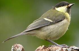 Great Tit