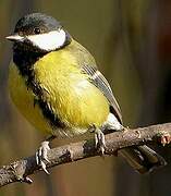 Great Tit