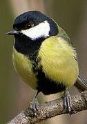 Great Tit