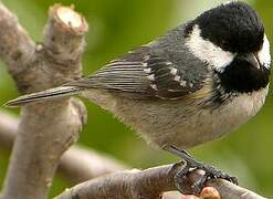 Coal Tit