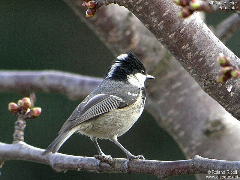 Mésange noire