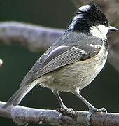 Coal Tit