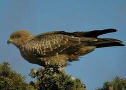 Black Kite