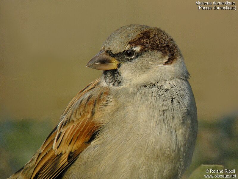 House Sparrowadult post breeding