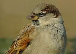 House Sparrow