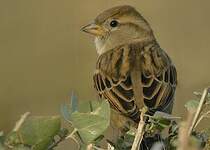 Moineau domestique