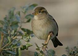 Moineau domestique