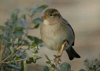 Moineau domestique