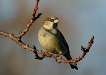 Moineau domestique