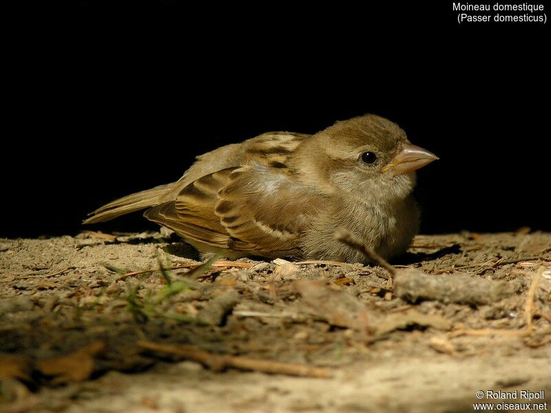 House Sparrowadult