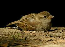 Moineau domestique